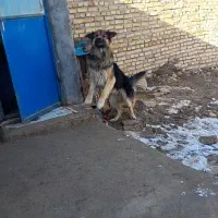 بخاطر نبود جا