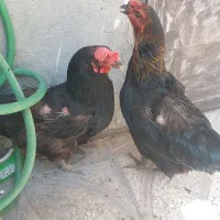 مرغ تخمگذار