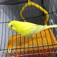 مرغ عشق زرد ماده چشم شرابی گمشده