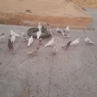 حدودآ۲۰عددکبوتر بفروش میرسد|پرنده|کوراییم, |دیوار