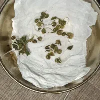 بذر شاهدانه