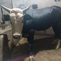 ورزای چالوسی