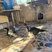 فروش دو عدد اردک نر خارجی روسی یا اسرائیلی|حیوانات مزرعه|چالوس, |دیوار