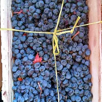 میوه سرای آنلاین باران