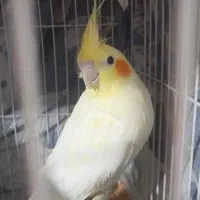 عروس بالغ