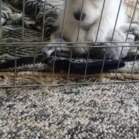 سگ پامرانین