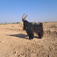تیشتر گله داری دوبری