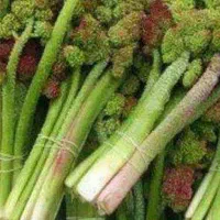 ریواس تازه کوهی آبدار