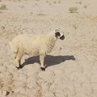 فروش ی راس بره ماده