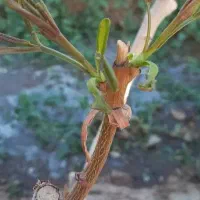 پیوند پسته با ضمانت صدرصد وکتبی|خدمات باغبانی و درختکاری|شیراز, گل سرخ|دیوار
