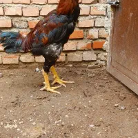 لاری خروس پرمرغی