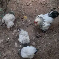 خروس‌برهما