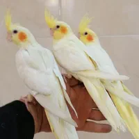 عروس هلندی جوجه بالغ جفت رام دستی سخنگو