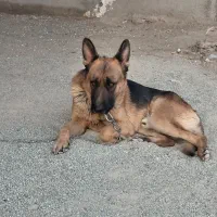 توله سگ ژرمن شپرد|سگ|رباط‌کریم, منجیل آباد|دیوار