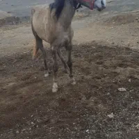 اسب سواری نریان ارام نجیب سال3|اسب و تجهیزات اسبسواری|تربت جام, شهید مدرس|دیوار