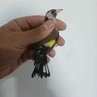 سهره ماده جوجه قفس ۲ سال گل بلند