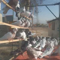 کبوتر فروشی در کردان|پرنده|کوهسار (البرز), |دیوار