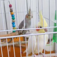 عروس هلندی|پرنده|اصفهان, کوی امیریه|دیوار