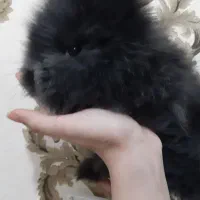 خرگوش لوپب|موش و خرگوش|زرند, |دیوار