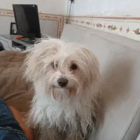 باسلام سگ خونگی شیتزو ماده ۴ماه