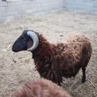 ۴ راس بره نر