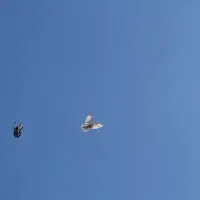 کبوتر سالم و سرحال