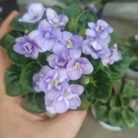 بنفشه آفریقایی