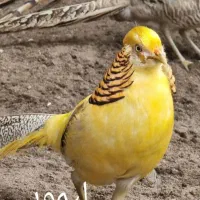 خروس زینتی|حیوانات مزرعه|اردبیل, |دیوار