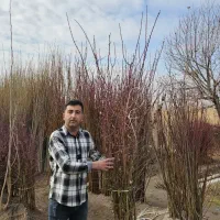 نهال بادام اصلاح شده تونو