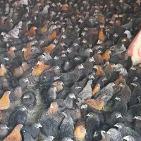 نیمچه مرغ گلپایگانی جهادی بومی جوجه درشت گل باقالی