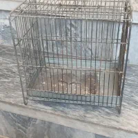 قفس قناری . سره
