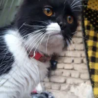 گربه پشمالو