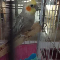 عروس هلندی نر سخنگو