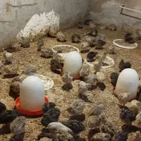 بلدرچین زنده و پاک کرده