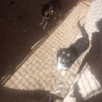 پاکوتاه نر فروشی