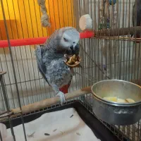 کاسکو نر و ماده