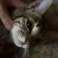 گربه نر ۶ماه