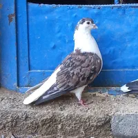 کبوتر.|پرنده|سوسنگرد, |دیوار