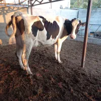 ۱راس گاو۳۰کیلوشیرگوساله نر|حیوانات مزرعه|بندر ترکمن, |دیوار