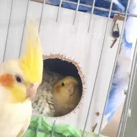 یک جفت عروس آماده تخم گذاری