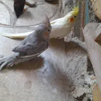 پرنده عروس هلندی
