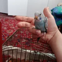 مرغ عشق آماده دستی کردن