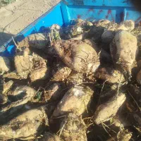 چغندر قند برای خوراک و. دام