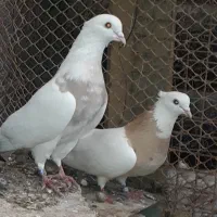 کبوتر طوقی اصل
