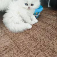 پرشین دو ماهه