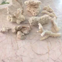 مرجان و درختچه اکواریوم
