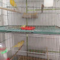 جفت قناری کاکلی زرد