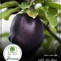 نهال سیب تجاری نهالستان آغاج