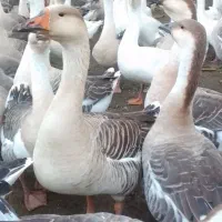 غاز مولدقوغازاکراینی غاز دورگه قوغازسفیدغازمحلی