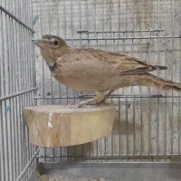 سیره کرمان|پرنده|دزفول, |دیوار